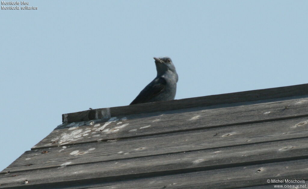 Blue Rock Thrush