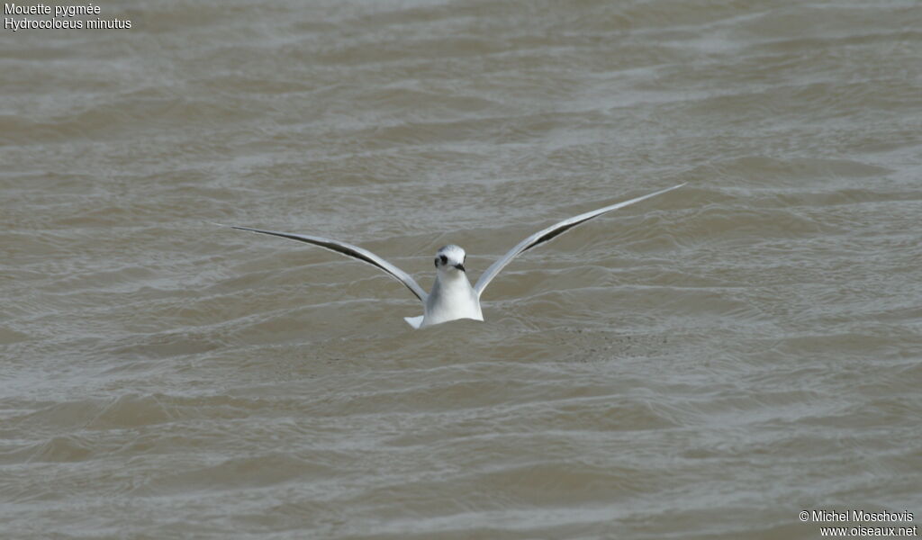 Mouette pygmée