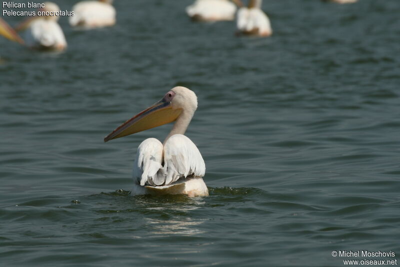 Great White Pelican