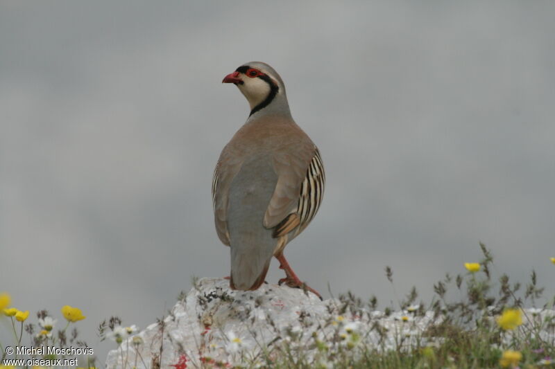 Chukar Partridge