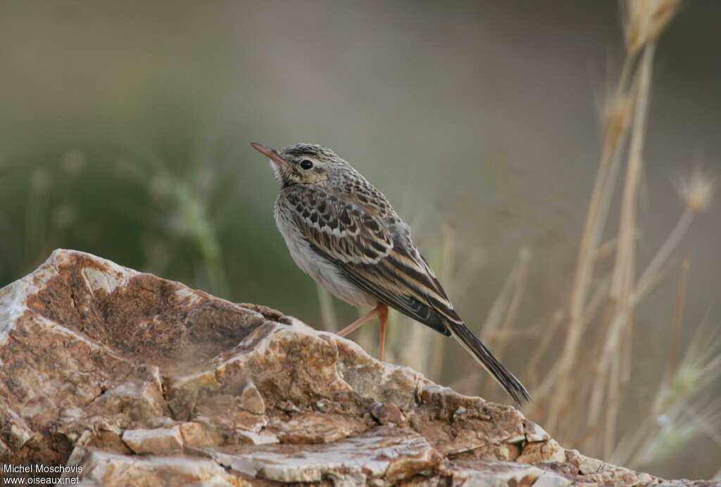 Pipit rousselinejuvénile, identification