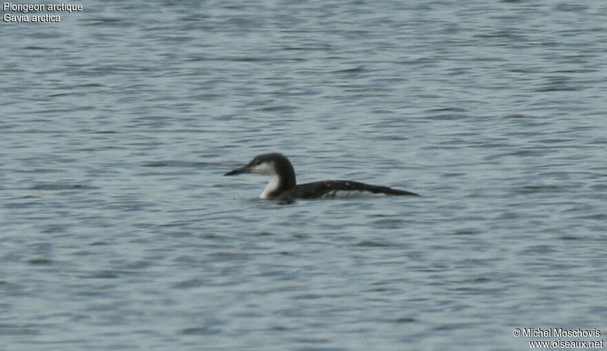 Plongeon arctique