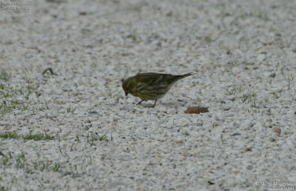 European Serin