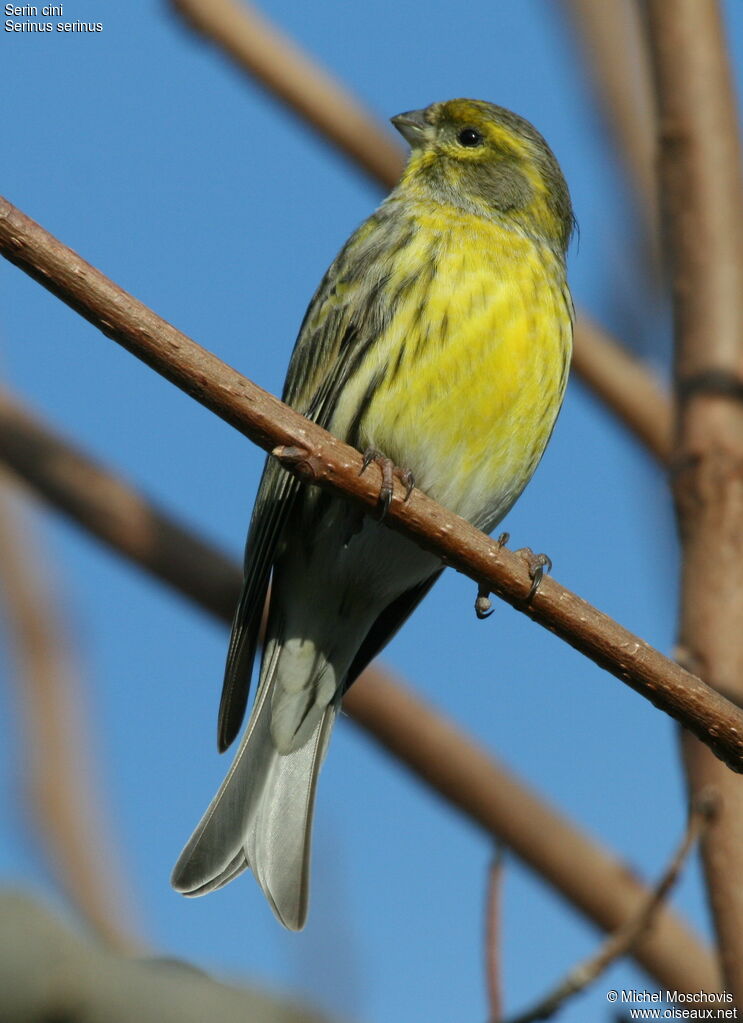 Serin cini, identification