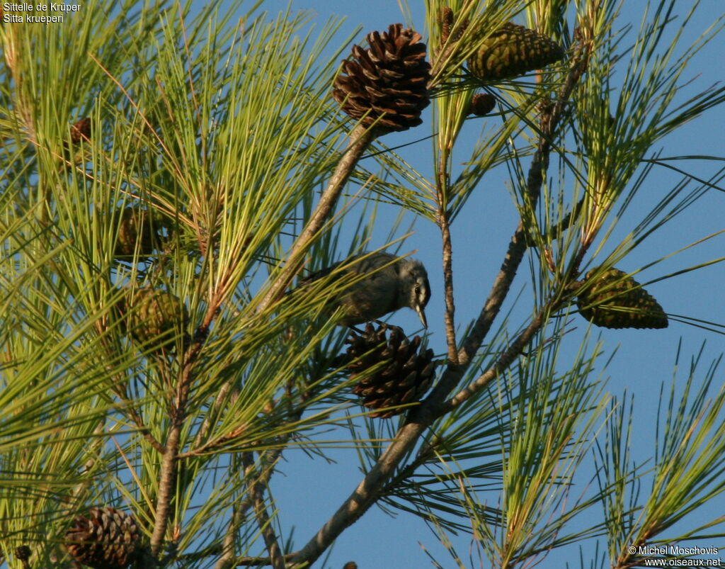 Krüper's Nuthatch, feeding habits