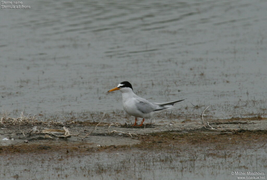 Little Tern, identification