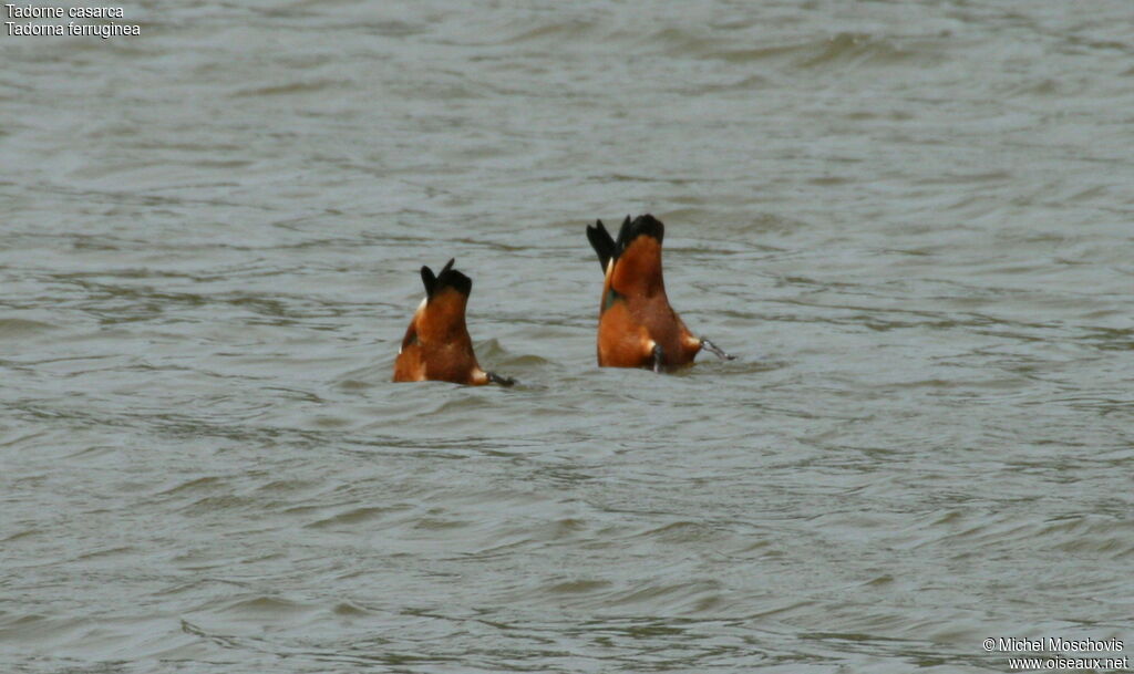 Ruddy Shelduck, Behaviour
