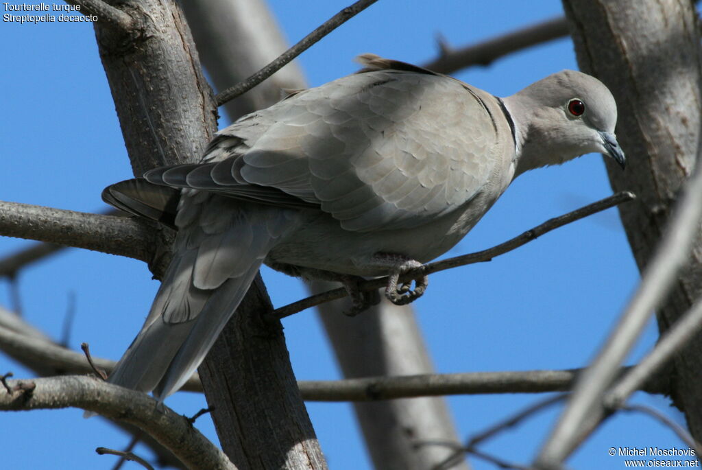 Eurasian Collared Doveadult, identification