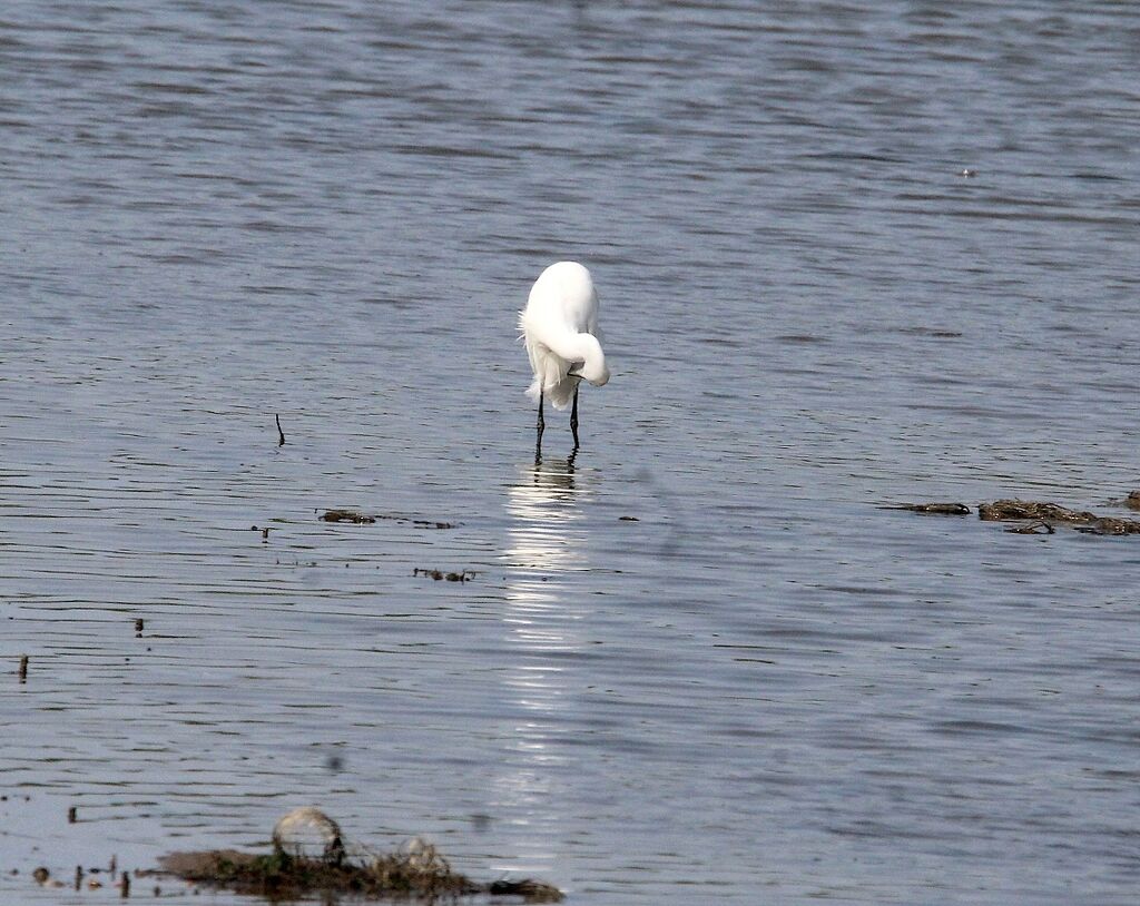 Aigrette garzette