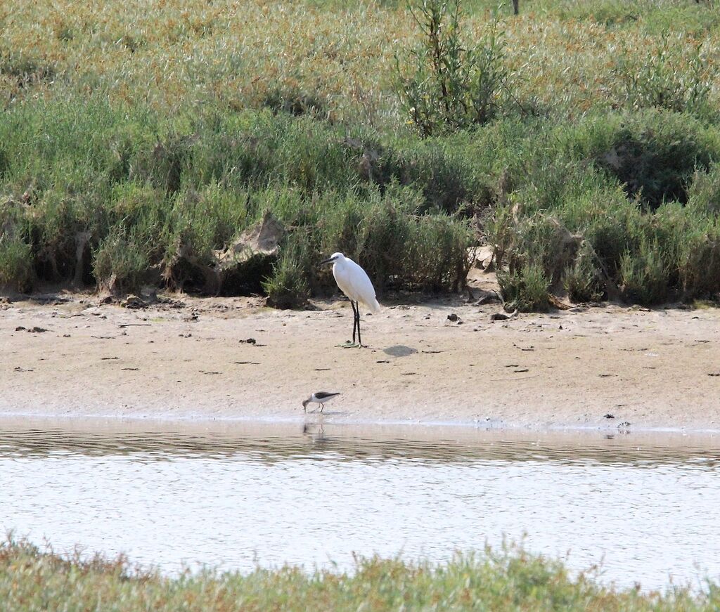 Aigrette garzette