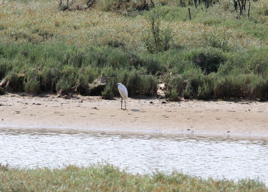 Little Egret