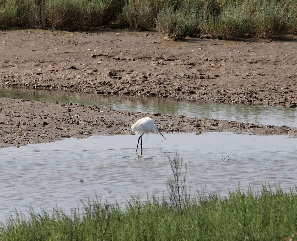 Little Egret