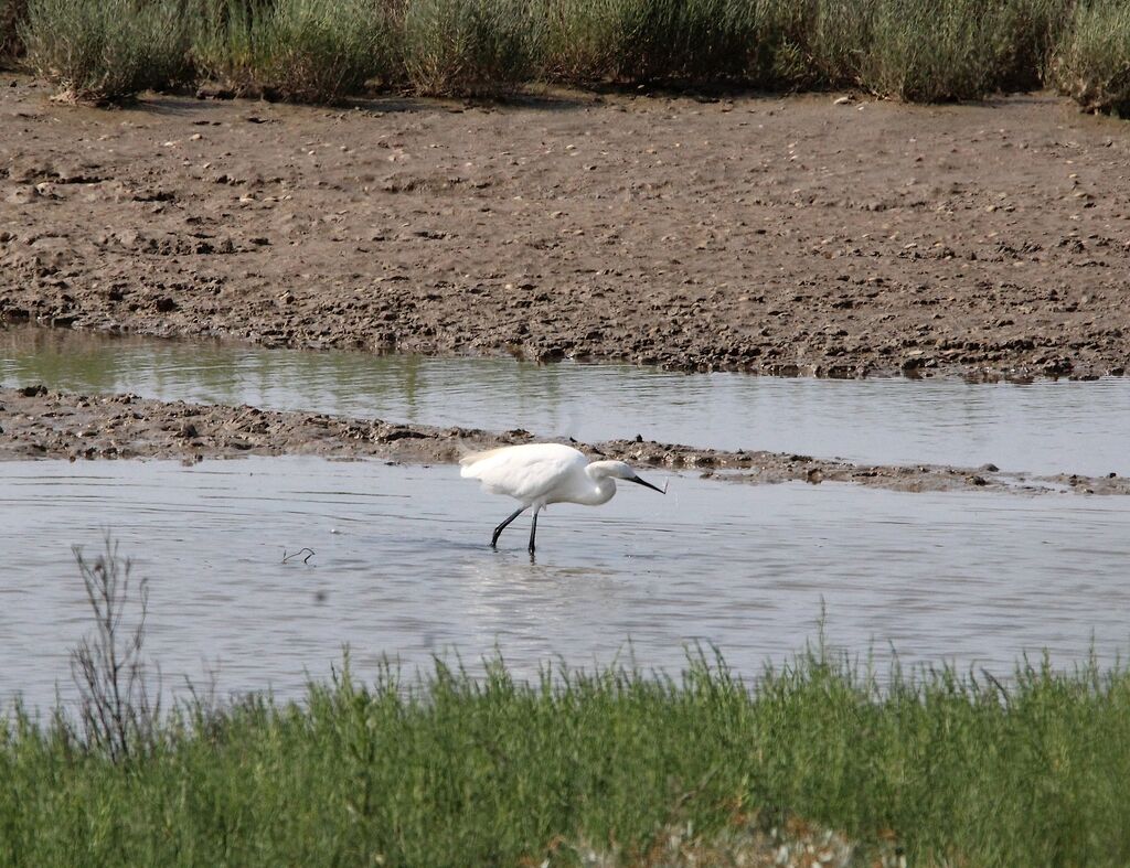 Little Egret