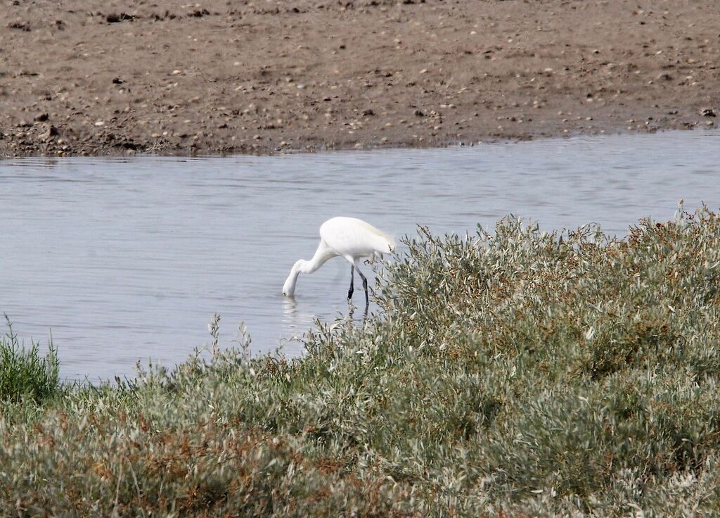 Little Egret