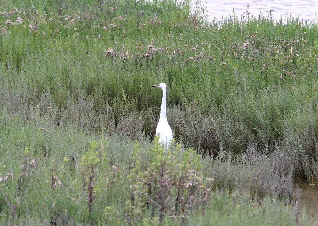 Little Egret