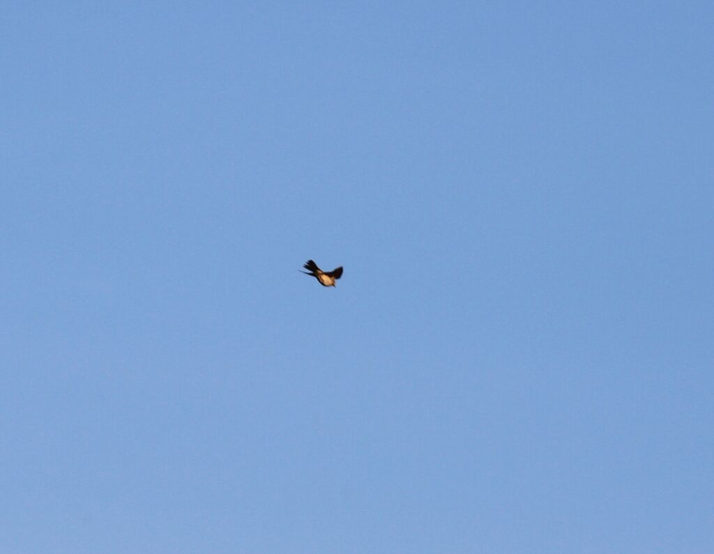 Eurasian Skylark