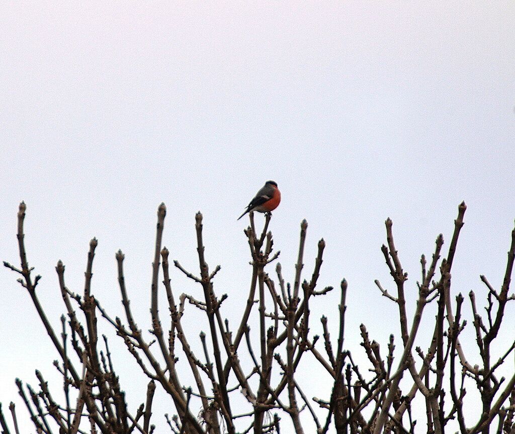 Eurasian Bullfinch