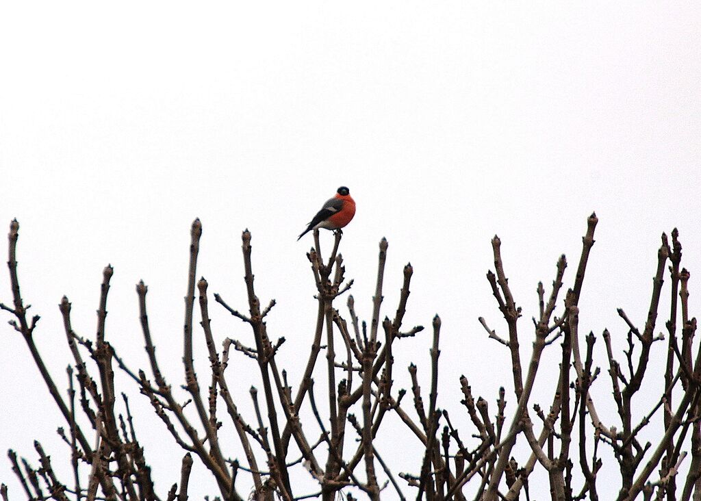 Eurasian Bullfinch