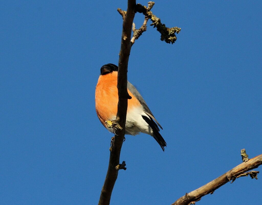Eurasian Bullfinch