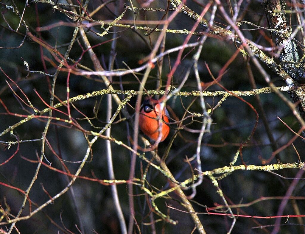 Eurasian Bullfinch