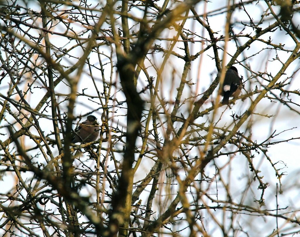 Eurasian Bullfinch