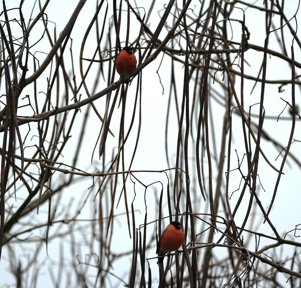 Eurasian Bullfinch