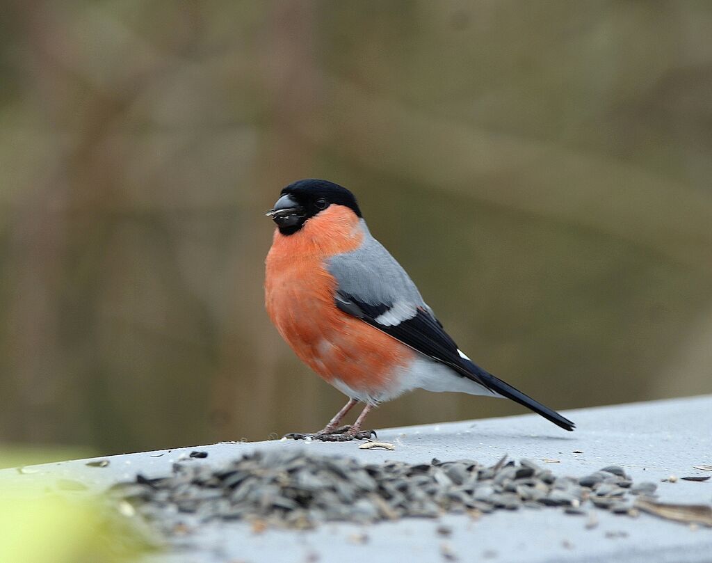 Eurasian Bullfinch