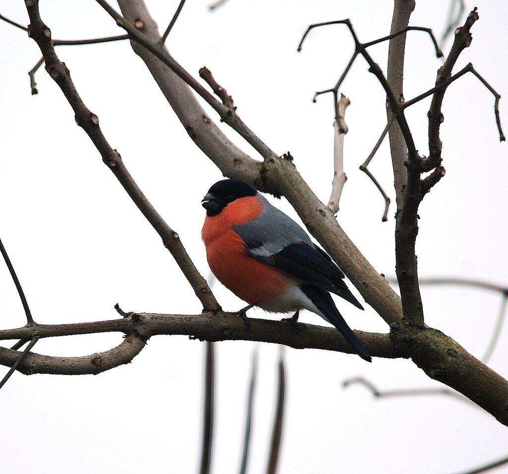 Eurasian Bullfinch