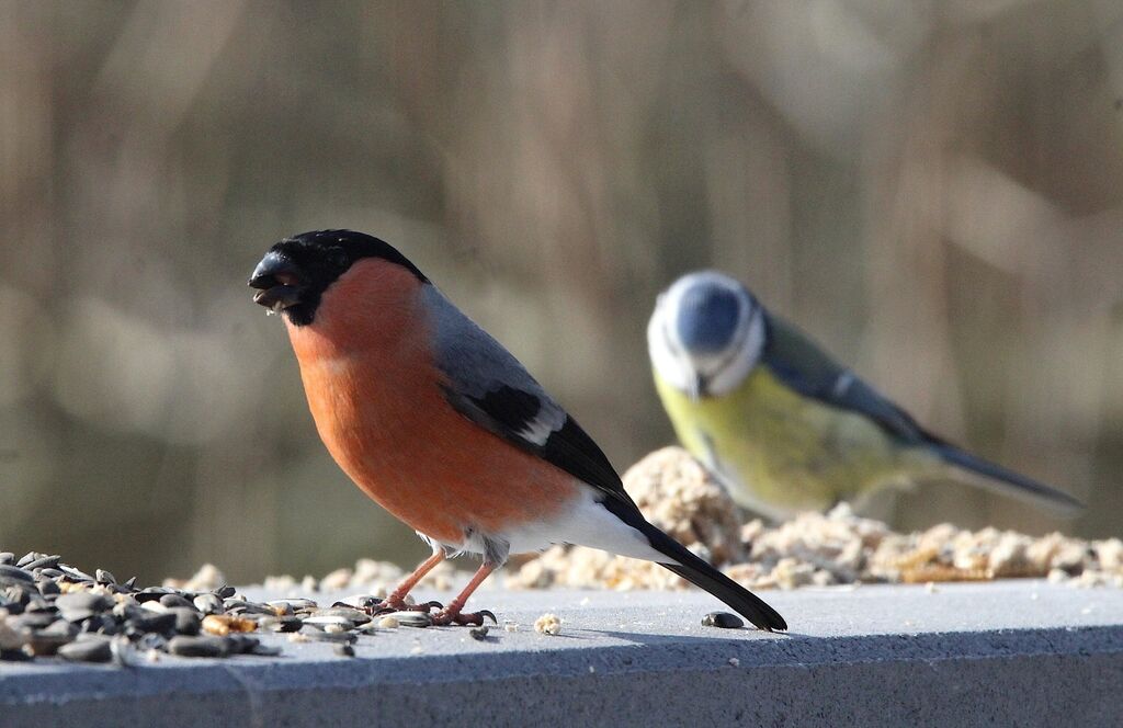 Eurasian Bullfinch