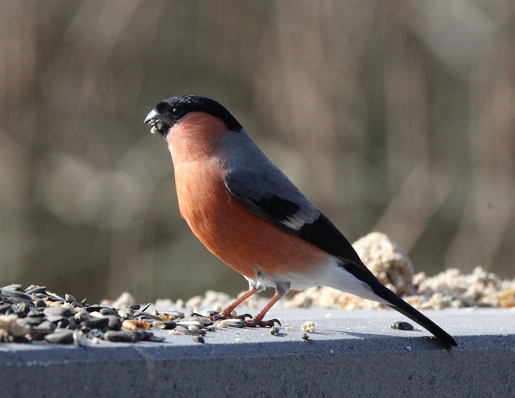 Eurasian Bullfinch