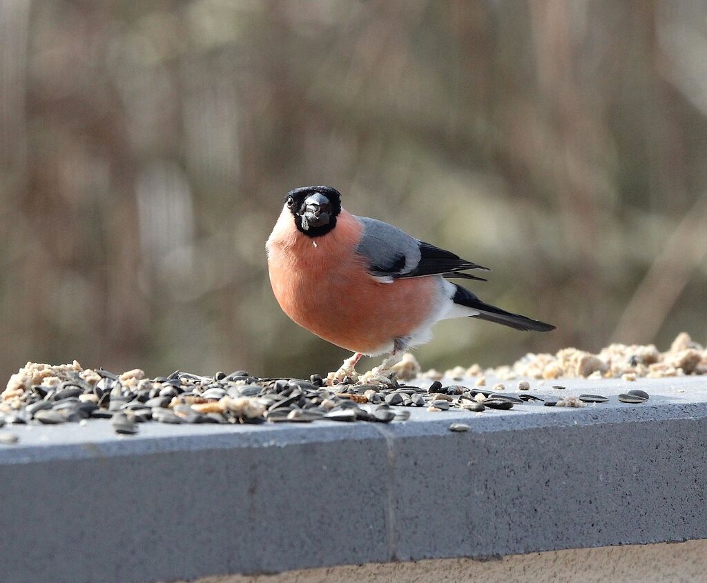 Eurasian Bullfinch