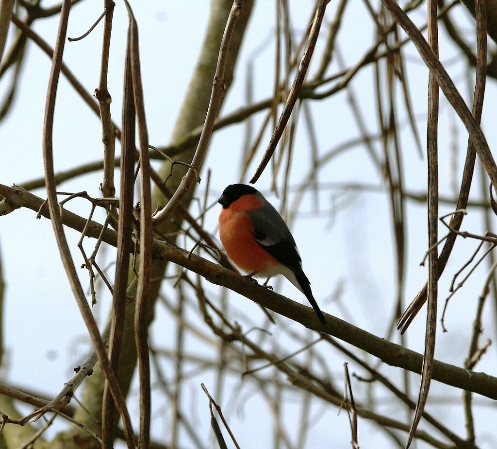 Eurasian Bullfinch