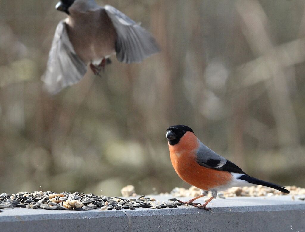 Eurasian Bullfinch