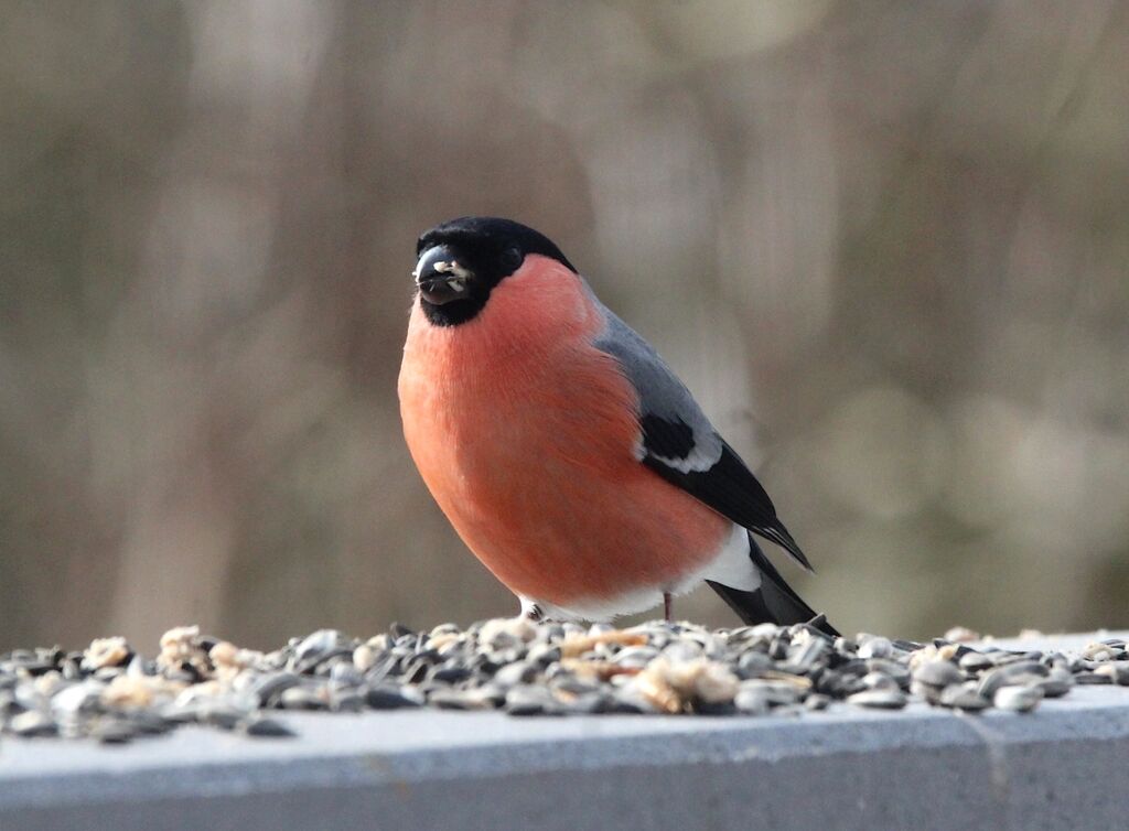 Eurasian Bullfinch