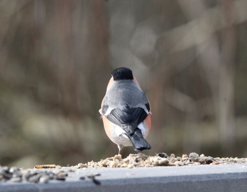 Eurasian Bullfinch