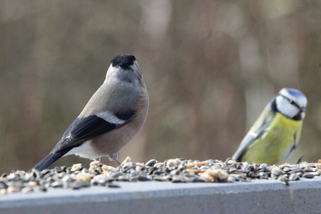 Eurasian Bullfinch