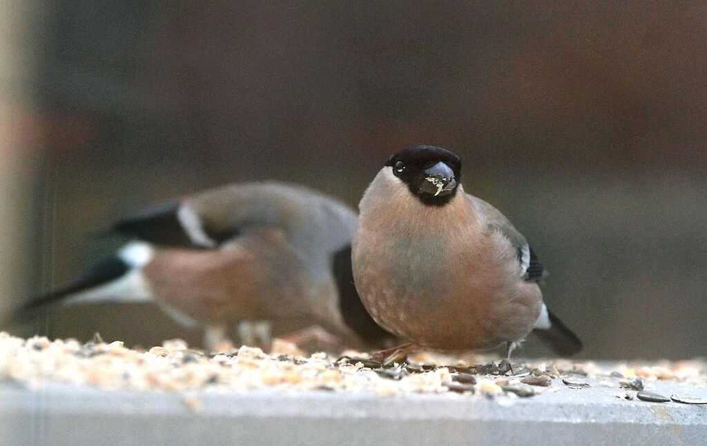 Eurasian Bullfinch