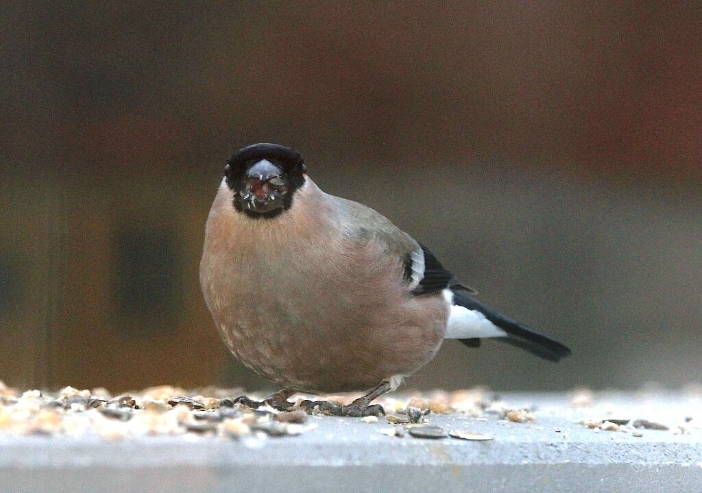 Eurasian Bullfinch