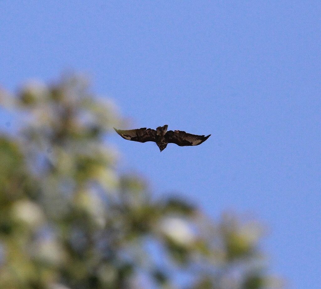 Buse variable