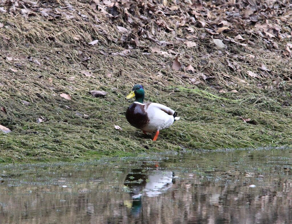 Canard colvert