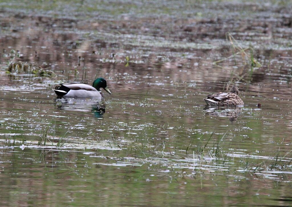 Canard colvert