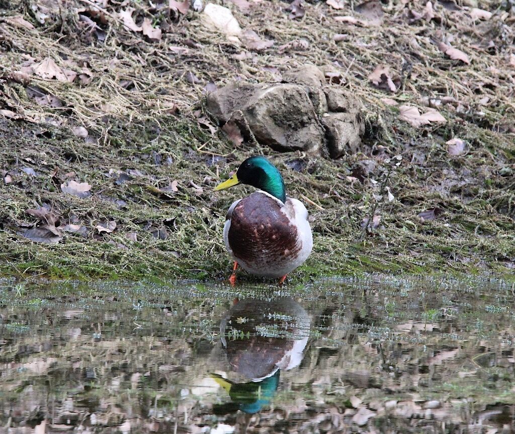 Canard colvert