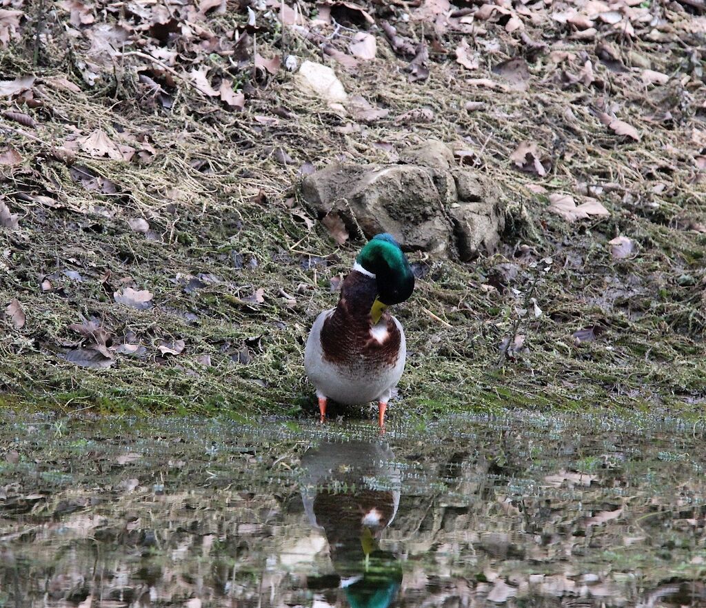 Canard colvert