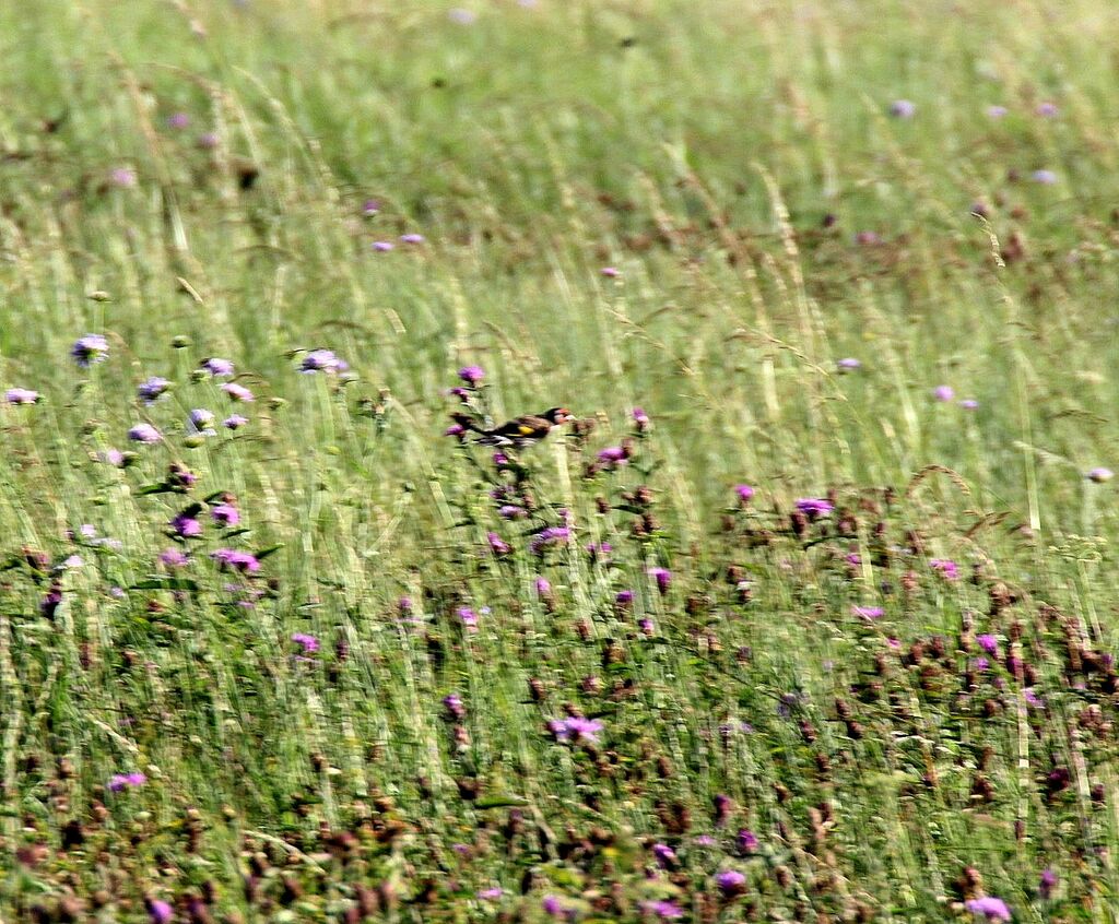 European Goldfinch