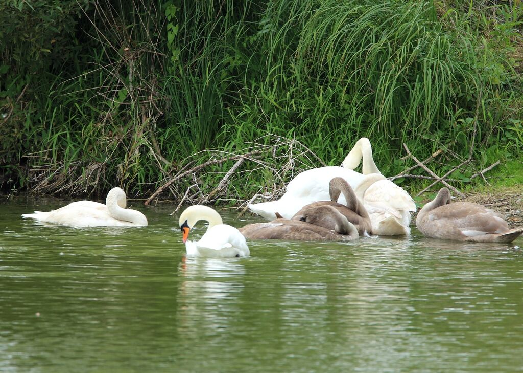 Cygne tuberculé