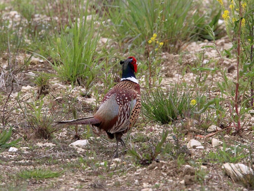 Common Pheasant