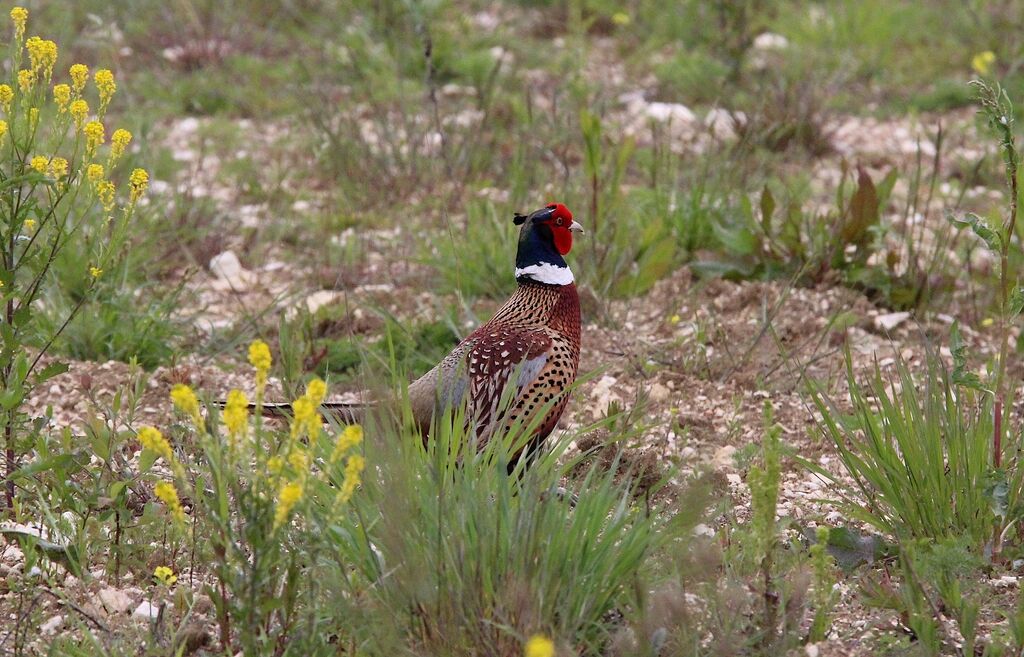 Common Pheasant