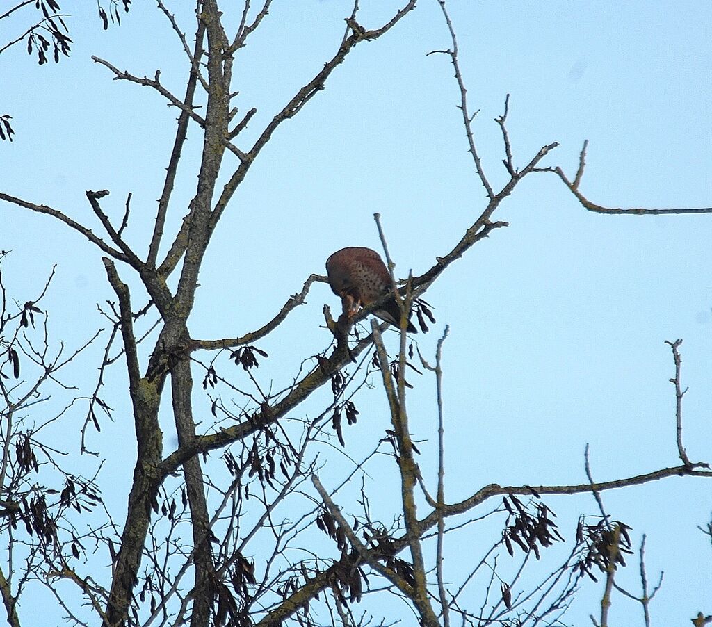 Common Kestrel