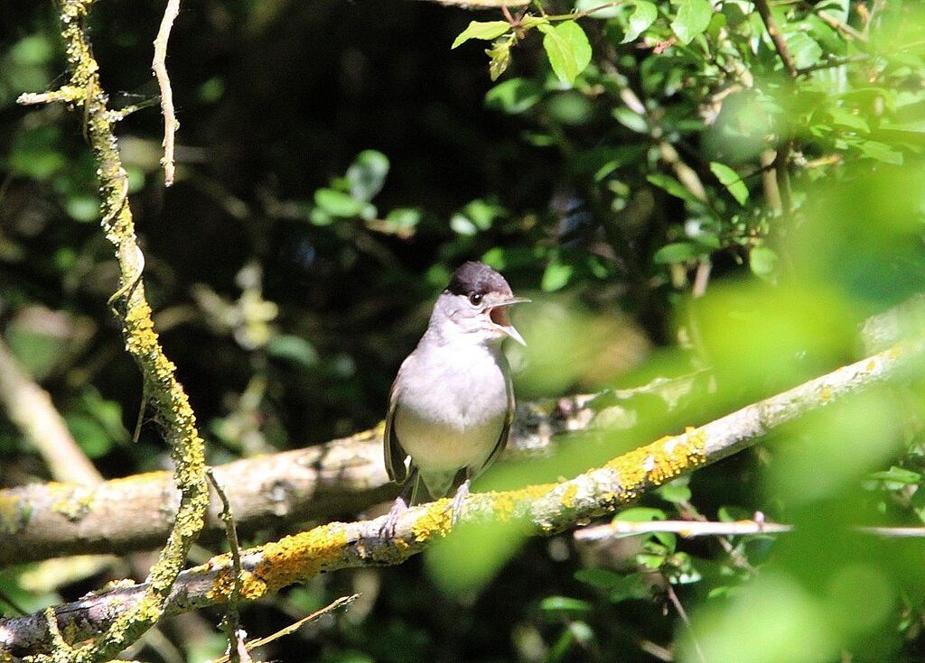Eurasian Blackcap
