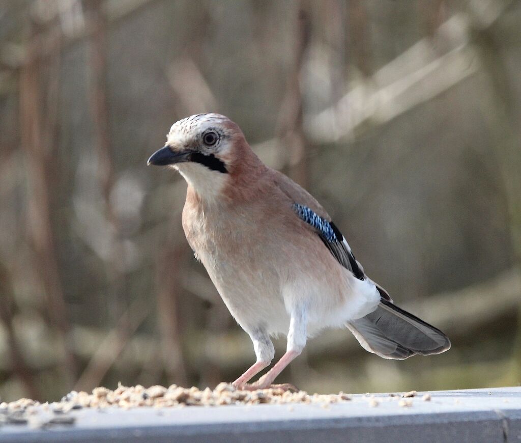 Eurasian Jay